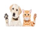 犬猫のサムネイル